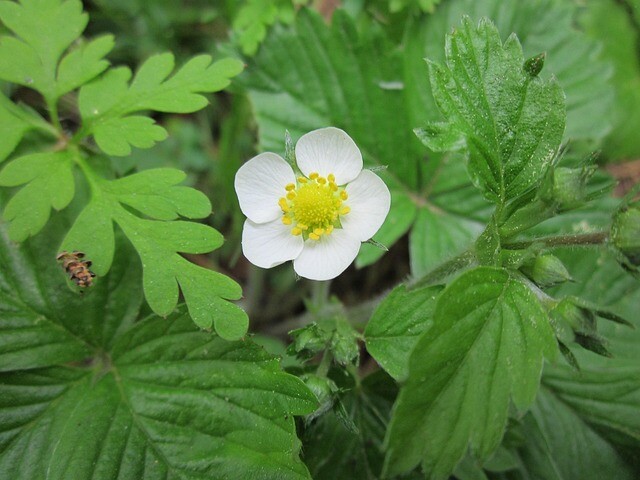 Fragaria vesca 'Rügen', Skovjordbær/immerbær