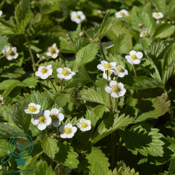 Fragaria vesca 'Rügen', Skovjordbær/immerbær