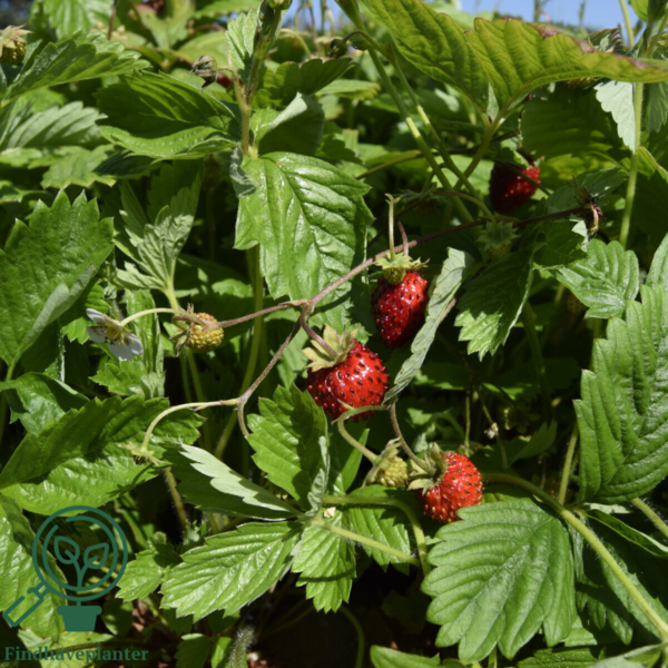 Fragaria vesca 'Rügen', Skovjordbær/immerbær