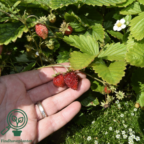 Fragaria vesca 'Rügen', Skovjordbær/immerbær
