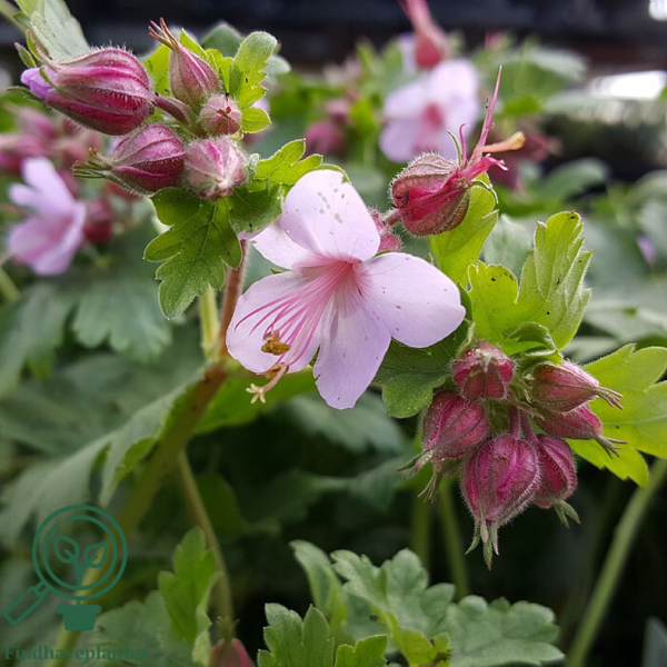 Geranium macrorrhizum 'Ingwersen's Variety', Storkenæb