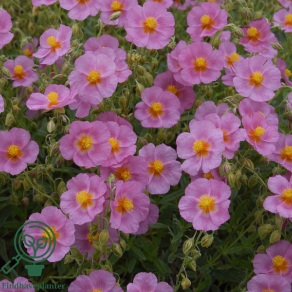 Helianthemum hybrid 'Lawrenson's Pink', Soløje