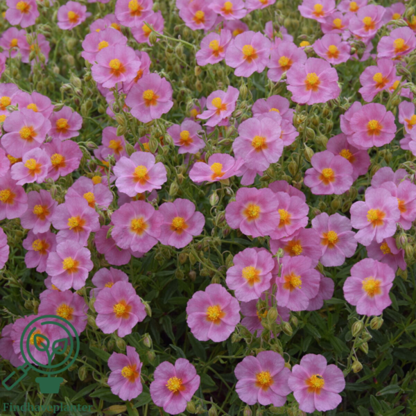 Helianthemum hybrid 'Lawrenson's Pink', Soløje