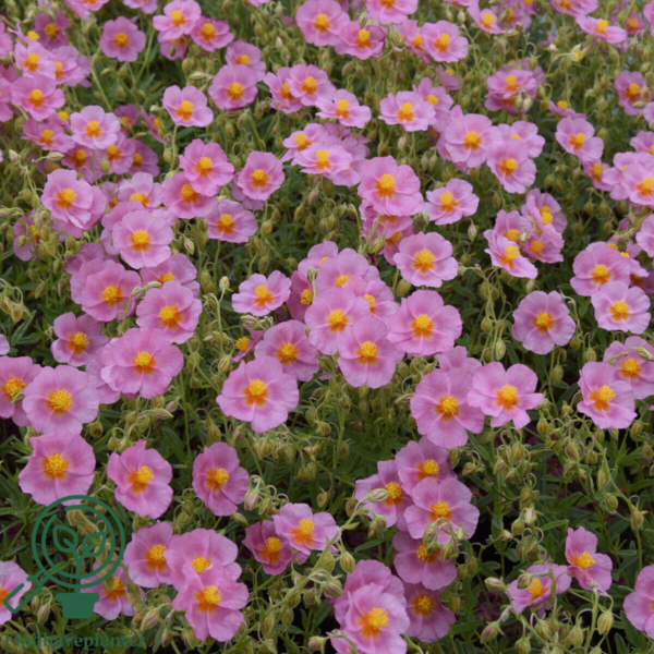Helianthemum hybrid 'Lawrenson's Pink', Soløje
