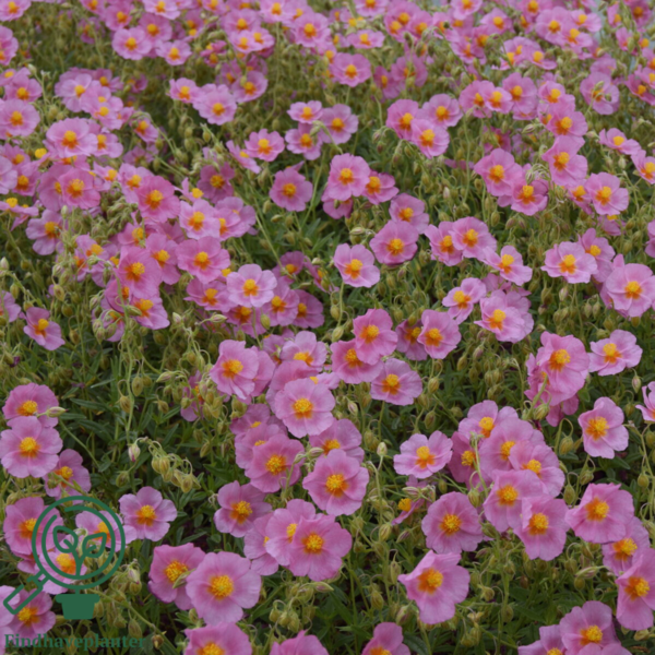 Helianthemum hybrid 'Lawrenson's Pink', Soløje