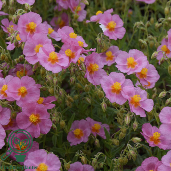 Helianthemum hybrid 'Lawrenson's Pink', Soløje