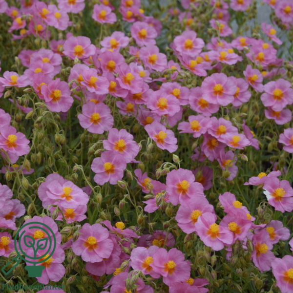 Helianthemum hybrid 'Lawrenson's Pink', Soløje