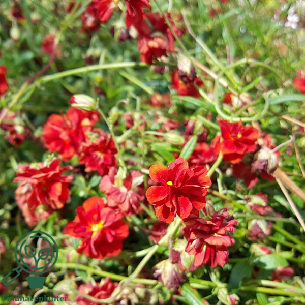 Helianthemum hybrid 'Amabile Plenum', Soløje