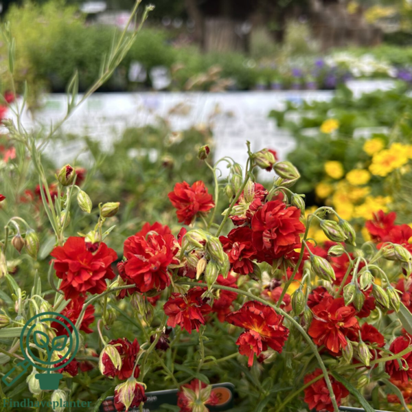 Helianthemum hybrid 'Amabile Plenum', Soløje