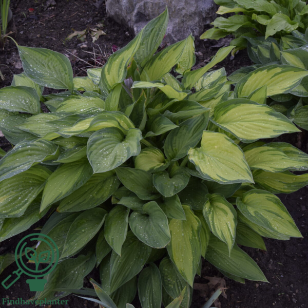 Hosta fortunei 'Albopicta', Funkia