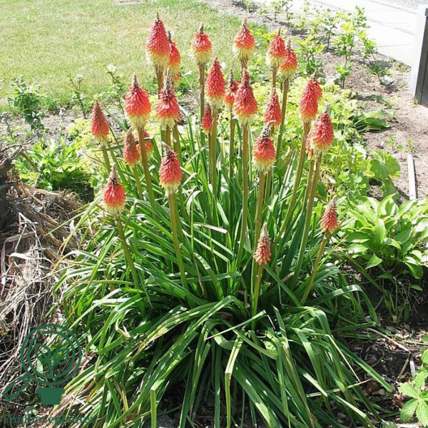 Kniphofia uvaria-hybrid 'Express', Raketblomst
