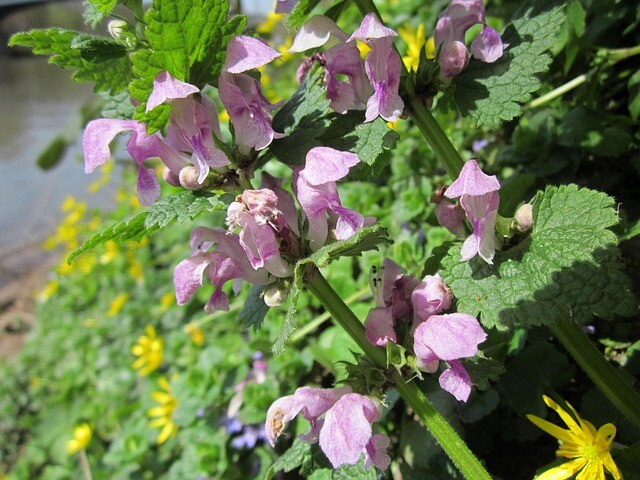 Lamium maculatum 'Pink Pewter', Tvetand