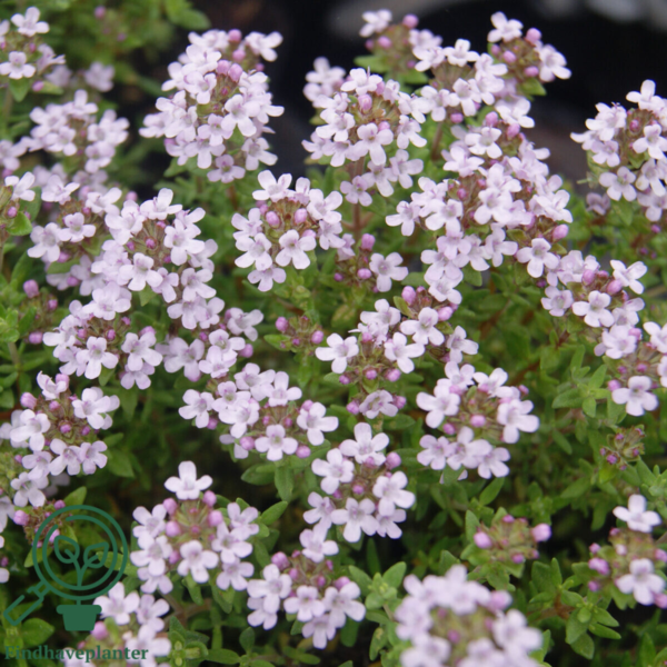 Thymus vulgaris 'Compactus' Havetimian