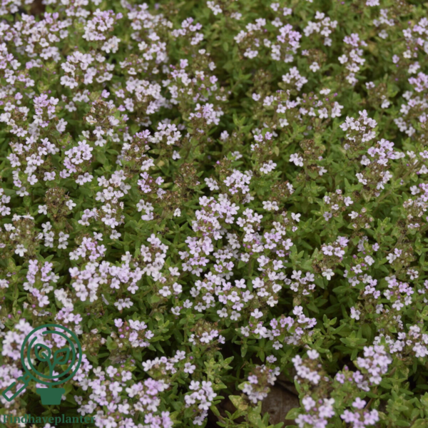 Thymus vulgaris 'Compactus' Havetimian