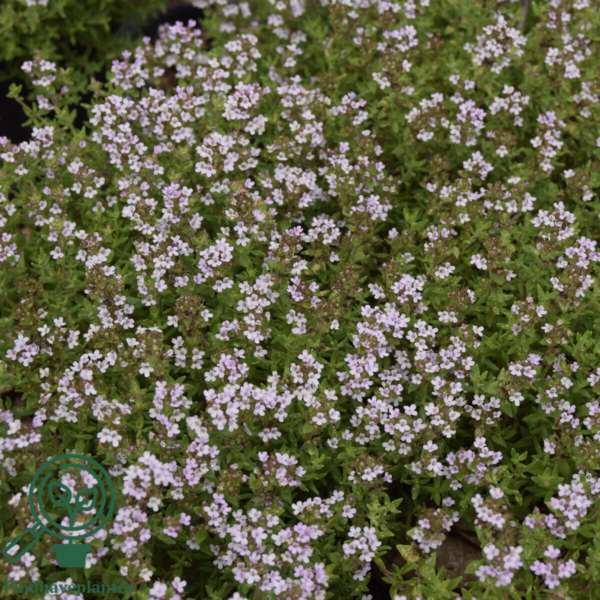 Thymus vulgaris 'Compactus' Havetimian
