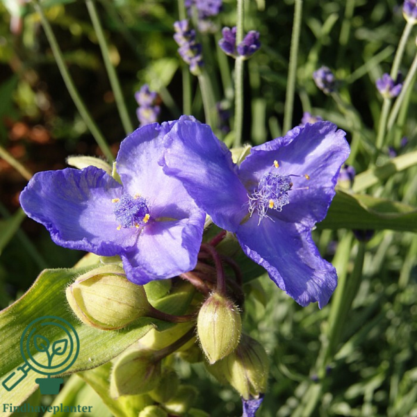 Tradescantia andersoniana-hybrid 'Bärbel', Trekantsblomst