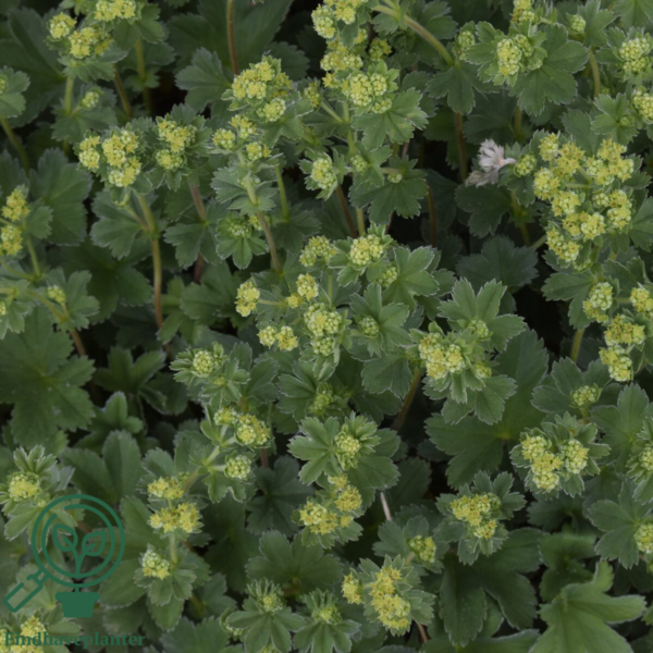 Alchemilla erythropoda, Løvefod