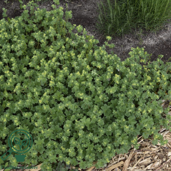 Alchemilla erythropoda, Løvefod