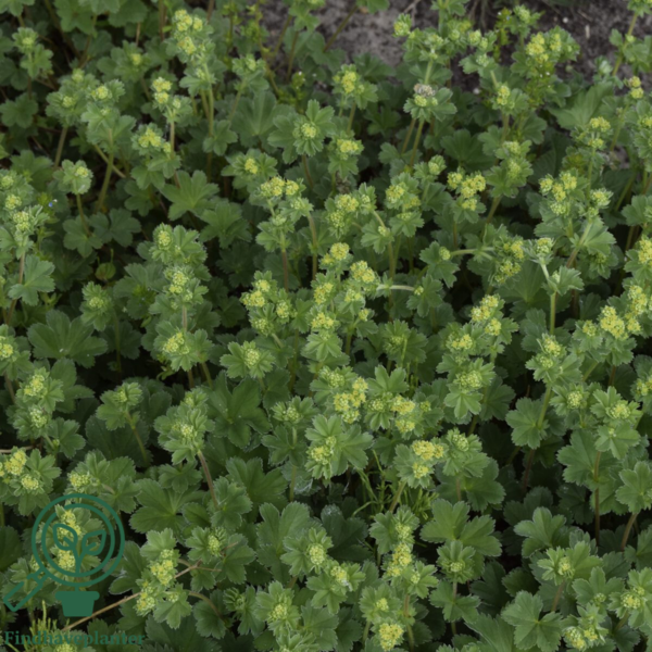 Alchemilla erythropoda, Løvefod