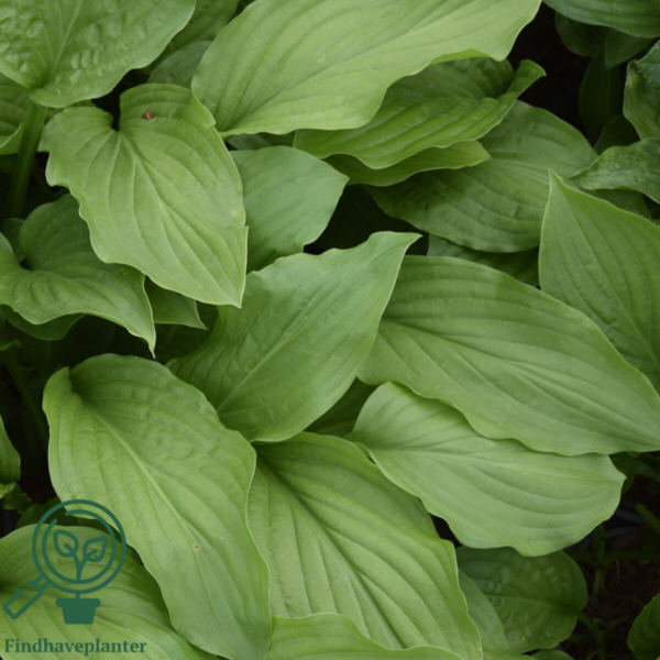 Hosta hybrid 'Royal Standard', Funkia