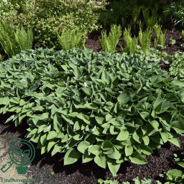 Hosta hybrid 'Royal Standard', Funkia