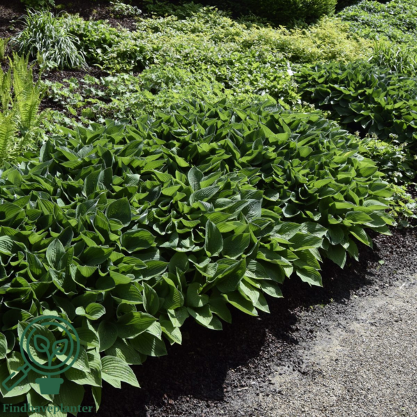 Hosta hybrid 'Royal Standard', Funkia