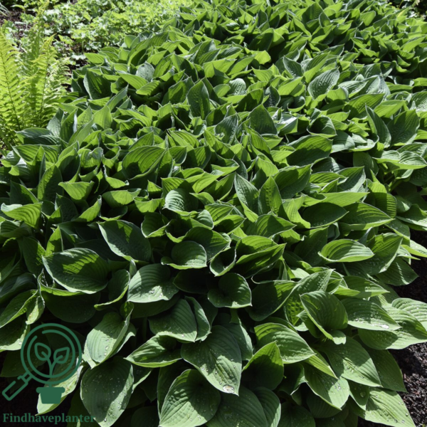 Hosta hybrid 'Royal Standard', Funkia
