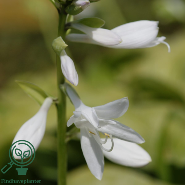 Hosta hybrid 'Royal Standard', Funkia