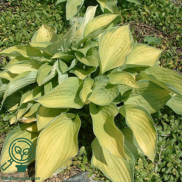 Hosta fortunei 'Gold Standard', Funkia