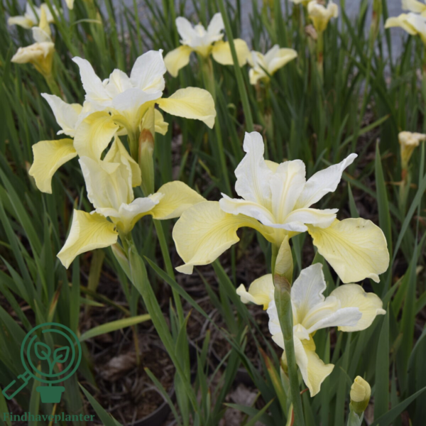iris sibirica 'Butter and Sugar', Iris