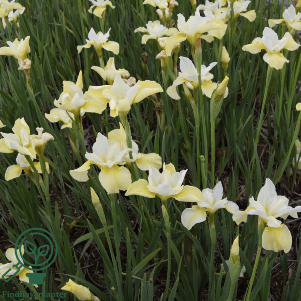 iris sibirica 'Butter and Sugar', Iris