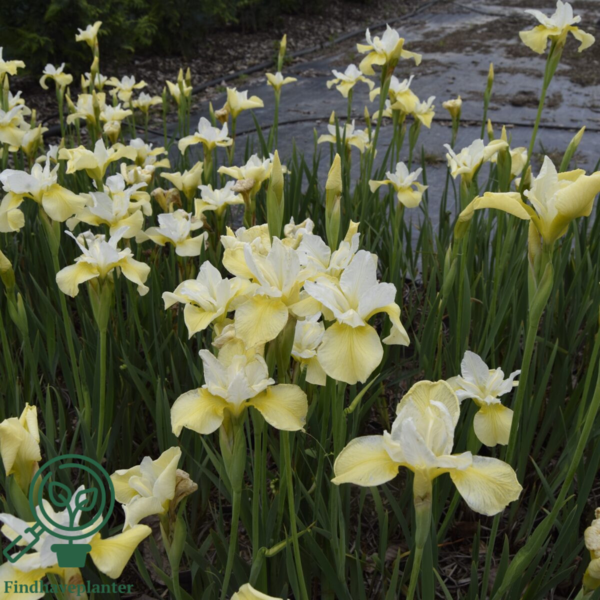 iris sibirica 'Butter and Sugar', Iris