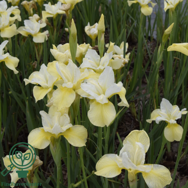iris sibirica 'Butter and Sugar', Iris