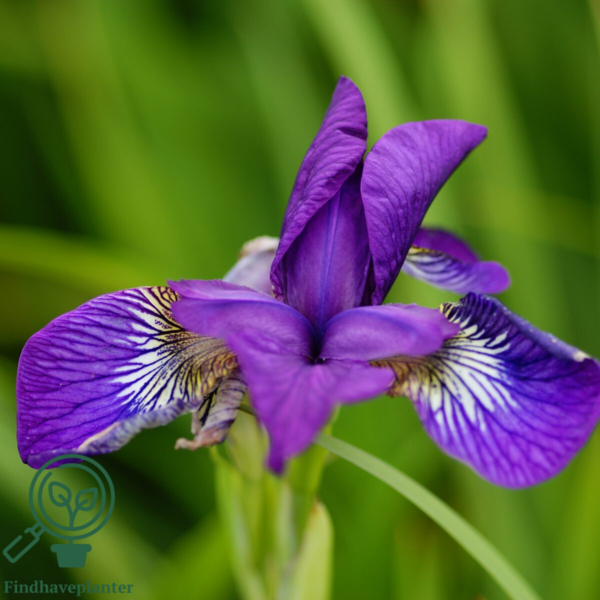 iris sibirica 'Sparkling Rose', Iris
