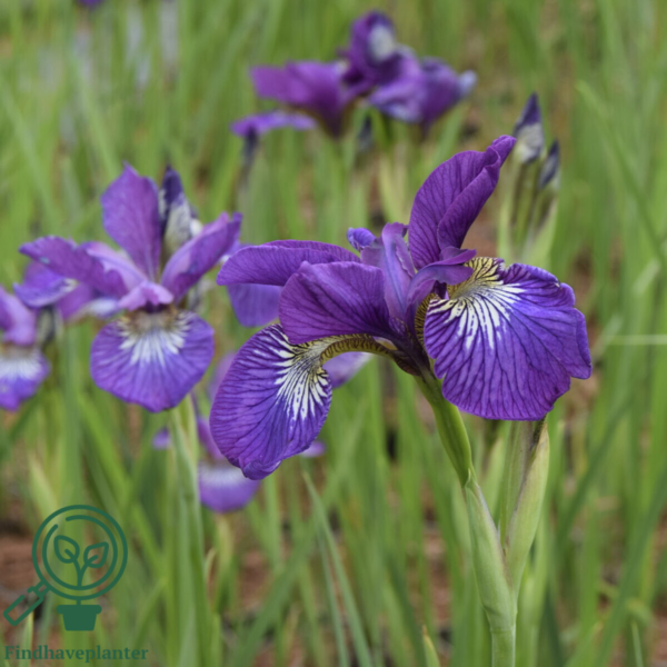 iris sibirica 'Sparkling Rose', Iris