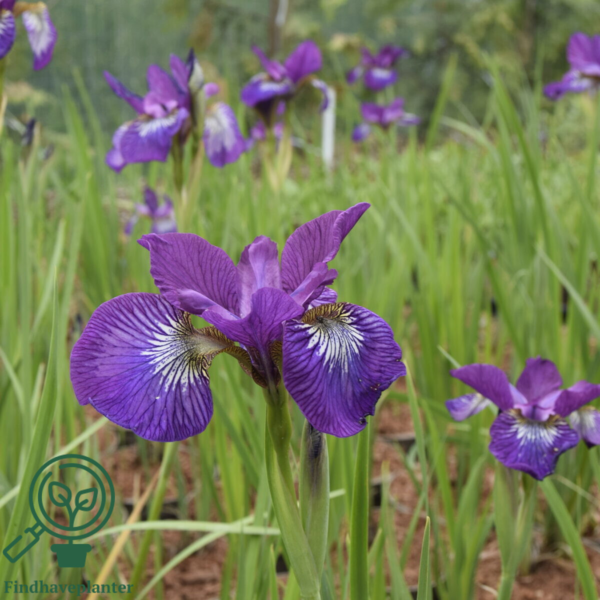 iris sibirica 'Sparkling Rose', Iris