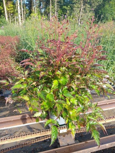 Astilbe simplicifolia 'Inshriach Pink', Astilbe C0,8