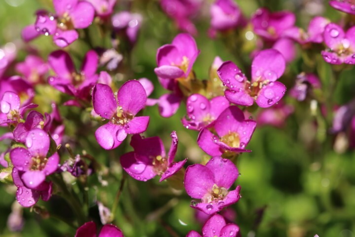 Arabis caucasica 'Compinkie', Kalkkarse