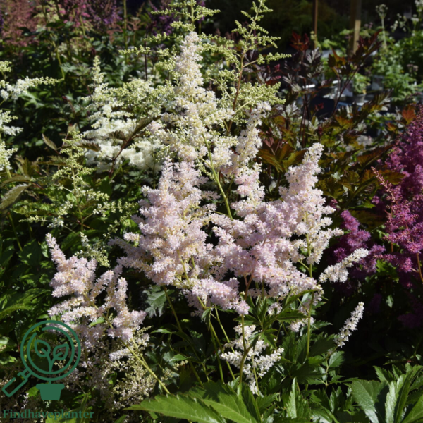 Astilbe japonica 'Europa', Astilbe