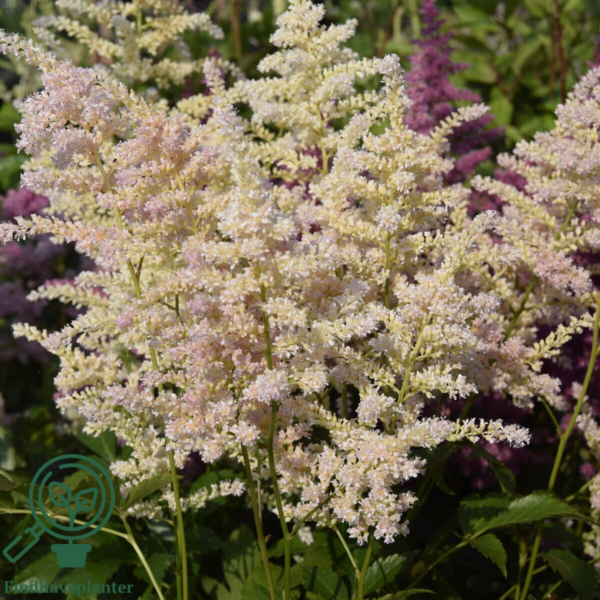 Astilbe japonica 'Europa', Astilbe