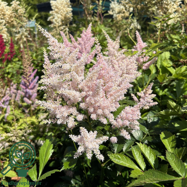 Astilbe japonica 'Europa', Astilbe