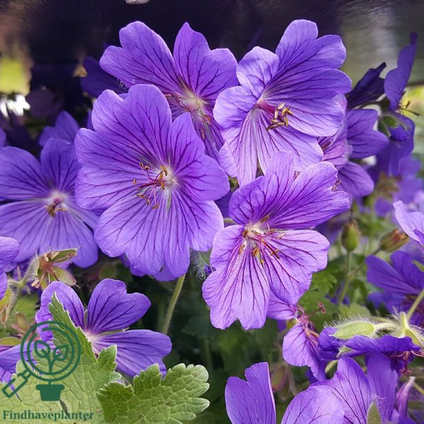 Geranium magnificum 'Rosemoor', Storkenæb