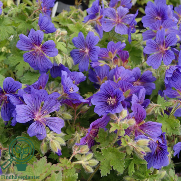Geranium magnificum 'Rosemoor', Storkenæb