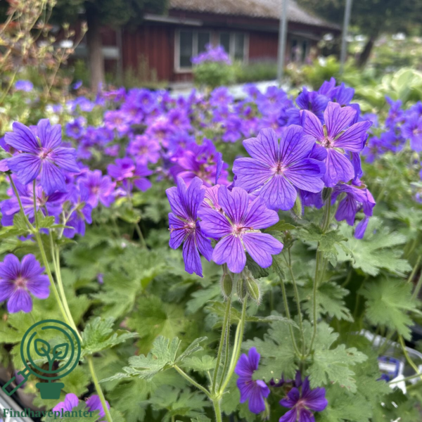 Geranium magnificum 'Rosemoor', Storkenæb