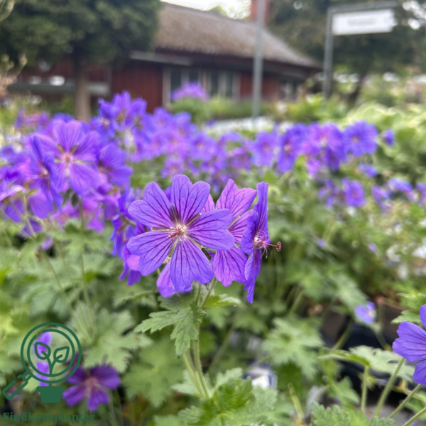 Geranium magnificum 'Rosemoor', Storkenæb