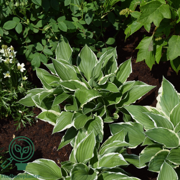 Hosta fortunei 'Francee', Funkia C2,0