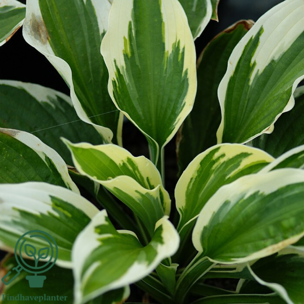 Hosta hybrid 'Minute Man', Funkia