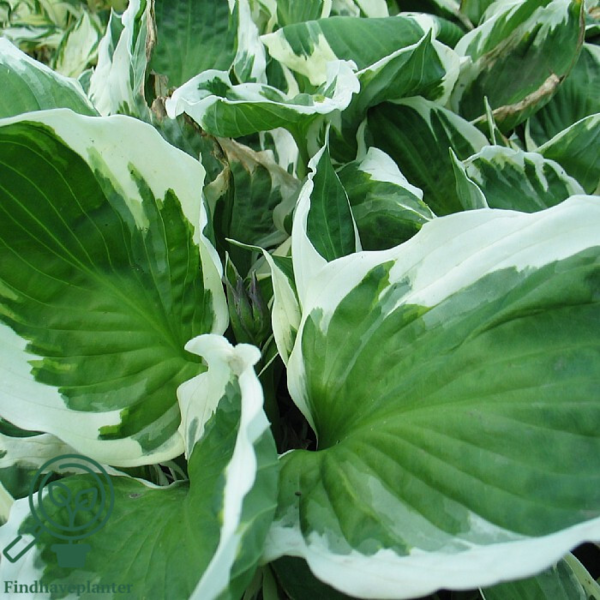 Hosta hybrid 'Minute Man', Funkia