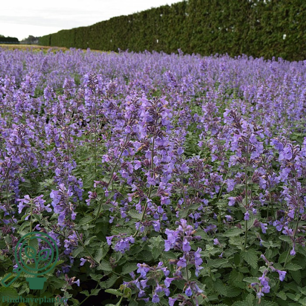 Nepeta faassenii 'Walker's Low', Blåkant / Katteurt