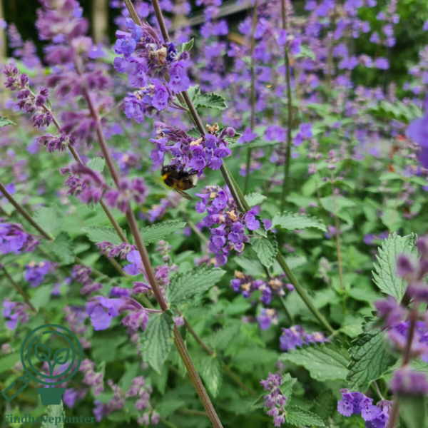 Nepeta faassenii 'Walker's Low', Blåkant / Katteurt
